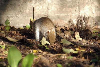 Young Grey Squirrel 33