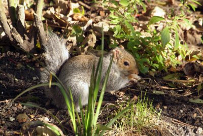 Young Grey Squirrel 35