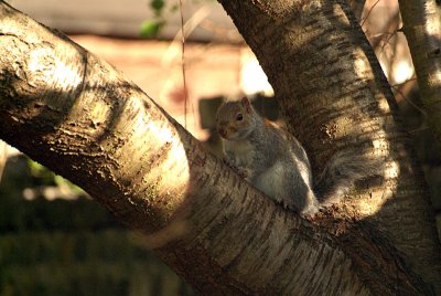 Young Grey Squirrel on Branch 04