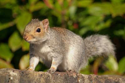 Young Grey Squirrel on Wall 04
