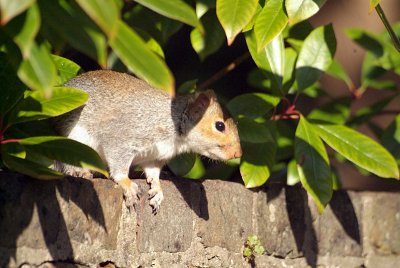 Young Grey Squirrel on Wall 05