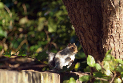Young Grey Squirrel on Wall 06