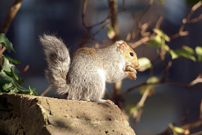 Young Grey Squirrel with Monkey Nut 06