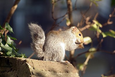 Young Grey Squirrel with Monkey Nut 07