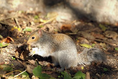 Young Grey Squirrel with Monkey Nut 08