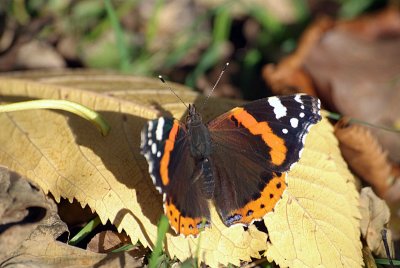 Red Admiral Resting 37