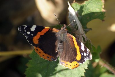 Red Admiral Resting 38