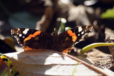 Red Admiral Resting 40