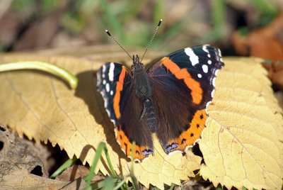 Red Admiral Resting 41