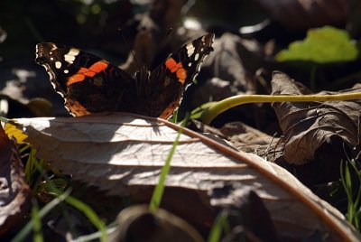 Red Admiral Resting 43