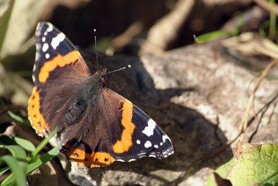 Red Admiral Resting 46
