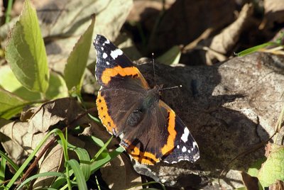 Red Admiral Resting 48