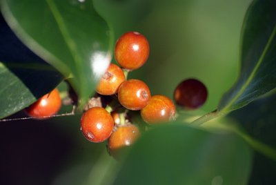 Ripening Holly Berries