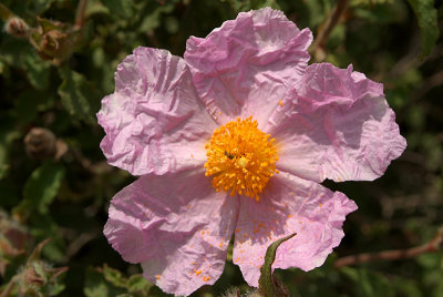 Crumpled Purple Flower with Bug 02