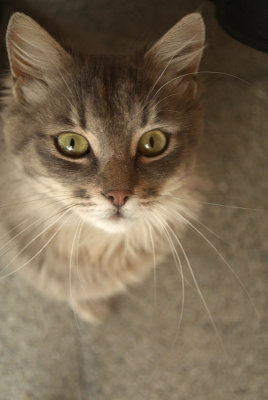 Grey Cat Looking up 02