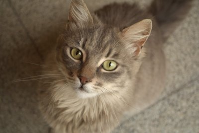 Grey Cat Looking up 03