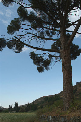 Pine Tree in Troodos Mountains