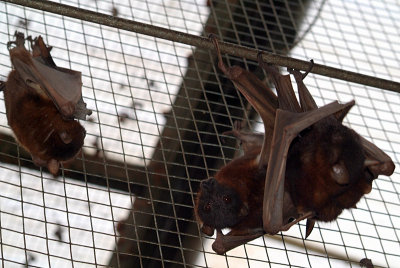 Little Red Flying Foxes 12