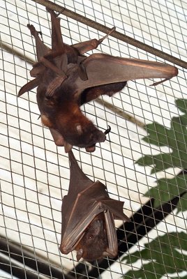 Little Red Flying Foxes 13
