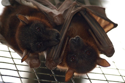 Little Red Flying Foxes 14