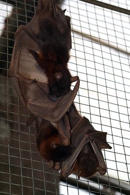 Little Red Flying Foxes 16