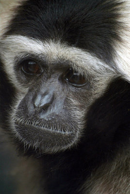 Male Pileated Gibbon 08