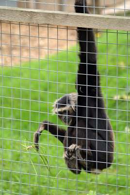 Male Pileated Gibbon 09