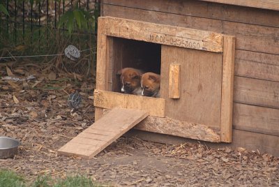 New Guinea Singing Dog Puppies