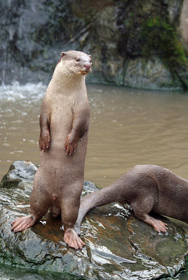 Smooth Coated Otters 06