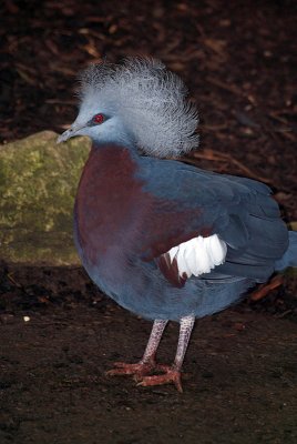 Southern Crowned Pigeon - Goura Scheepmakeri Scheepmakeri