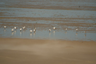 Black-Headed Gulls on the Beach 02