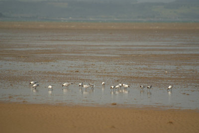 Black-Headed Gulls on the Beach 03