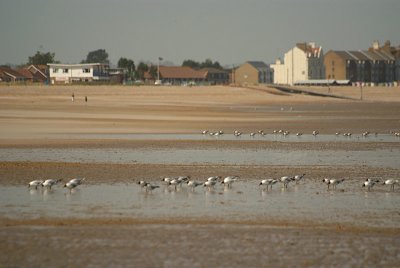 Black-Headed Gulls on the Beach 04