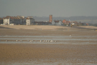 Black-Headed Gulls on the Beach 05