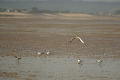 Black-Headed Gulls on the Beach 07