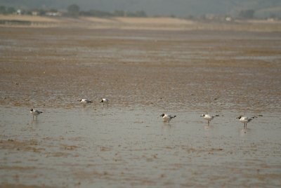 Black-Headed Gulls on the Beach 08