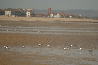 Black-Headed Gulls on the Beach 10