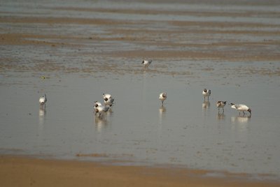 Black-Headed Gulls on the Beach 11