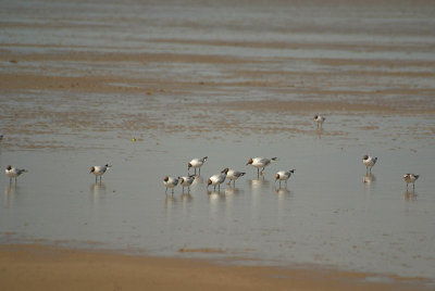 Black-Headed Gulls on the Beach 12