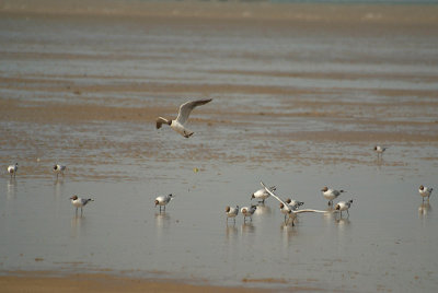 Black-Headed Gulls on the Beach 13
