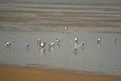 Black-Headed Gulls on the Beach 14