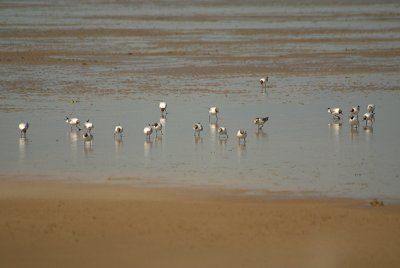 Black-Headed Gulls on the Beach 15
