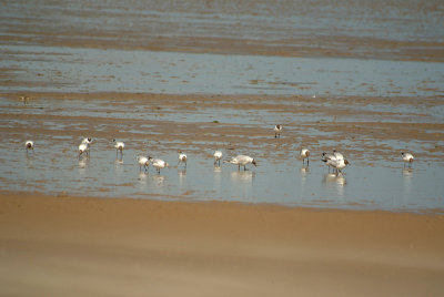 Black-Headed Gulls on the Beach 16