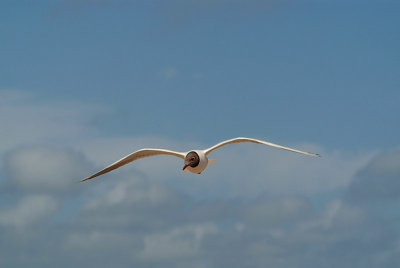 Flying Black Headed Gull 01