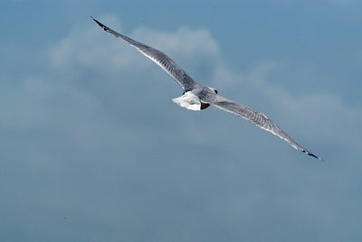 Flying Gull 05