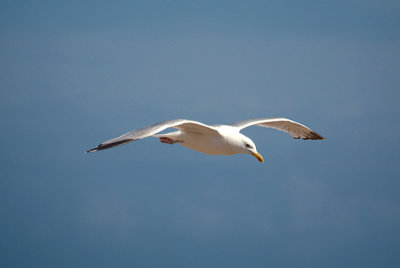 Flying Gull 08