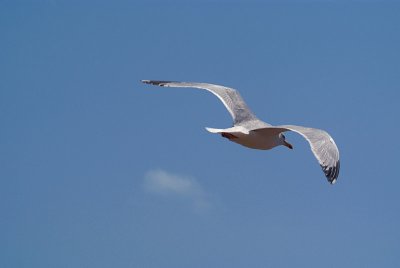 Flying Gull 12