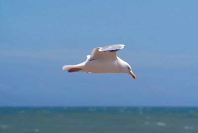 Flying Gull 13.jpg