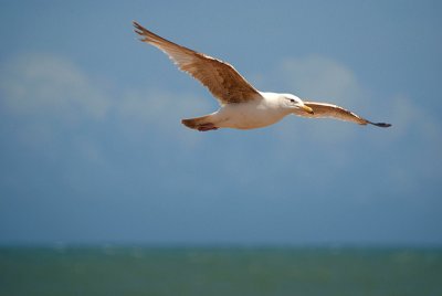 Flying Gull 14.jpg