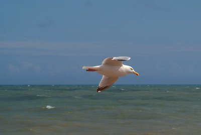 Flying Gull 18